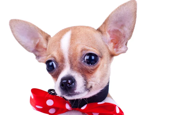 a crying chihuahua with a bowtie 