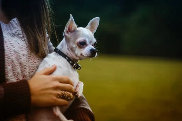 person holding a chihuahua outdoors