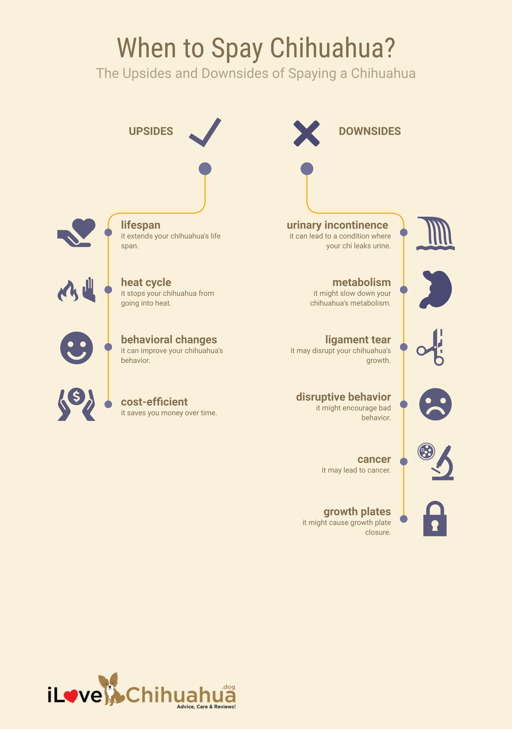 when to spay chihuahua (infographic)