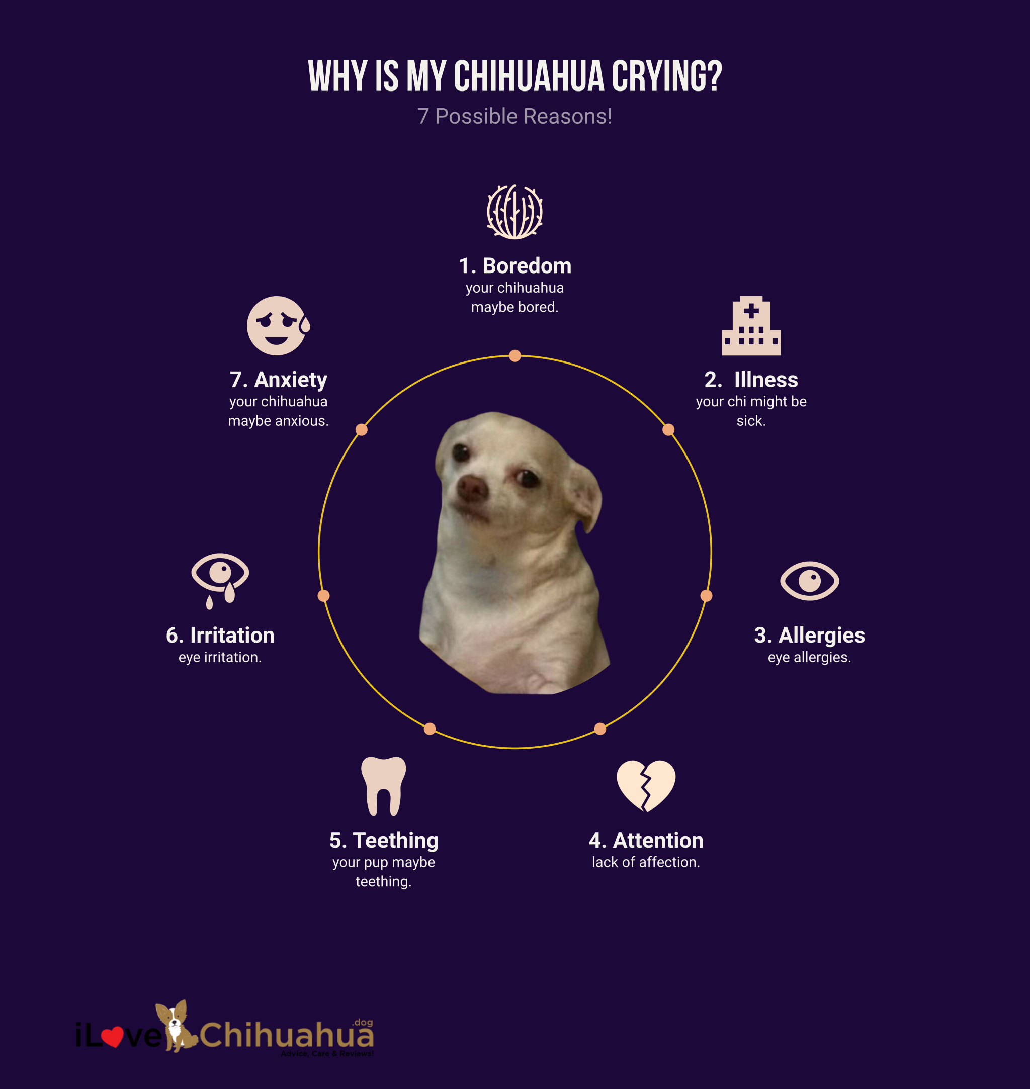 why is my chihuahua crying (infographic)