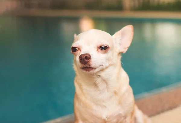 why is my chihuahua crying (featured image)