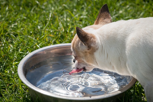 coughing chihuahua drinking