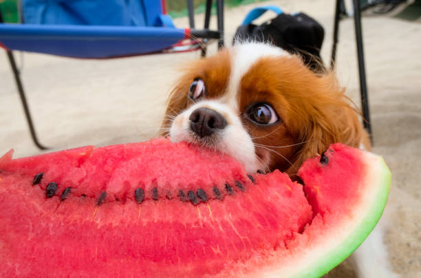 can chihuahua eat watermelon