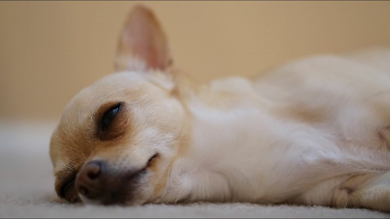 chihuahua with kidney failure