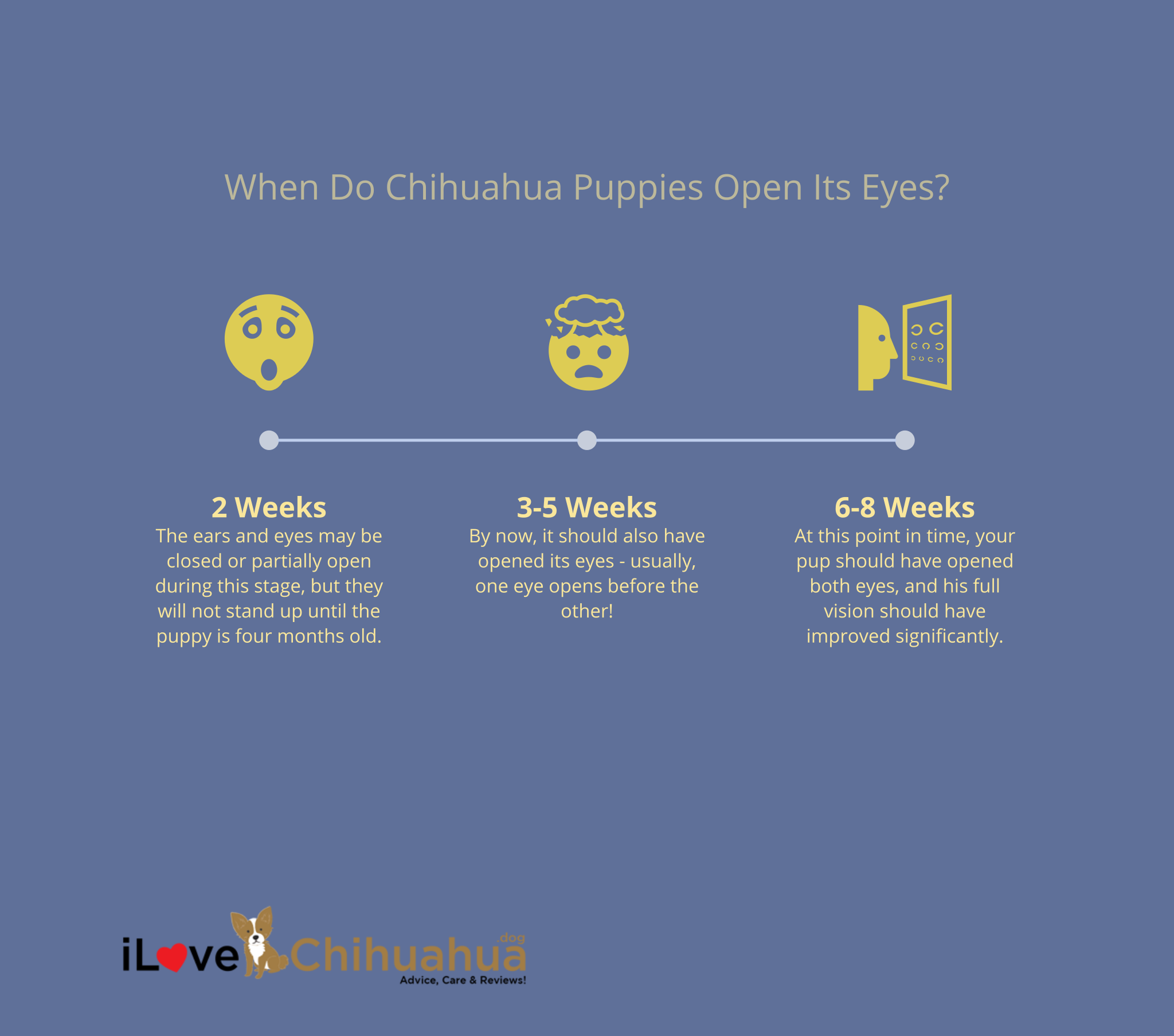 when do chihuahua puppies open their eyes