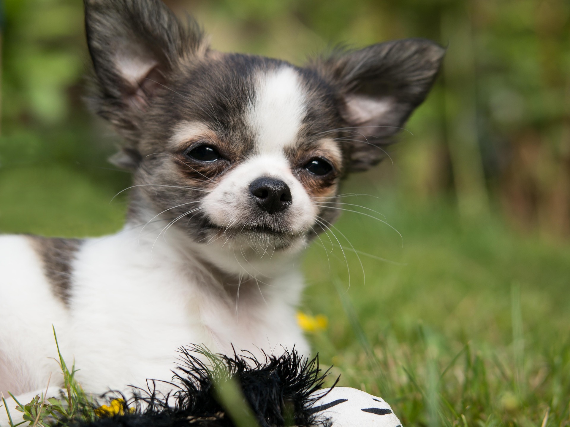 Do Chihuahuas Have Health Problems?
