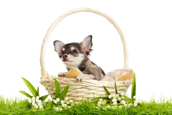 best food for teacup chihuahua puppy (featured image)