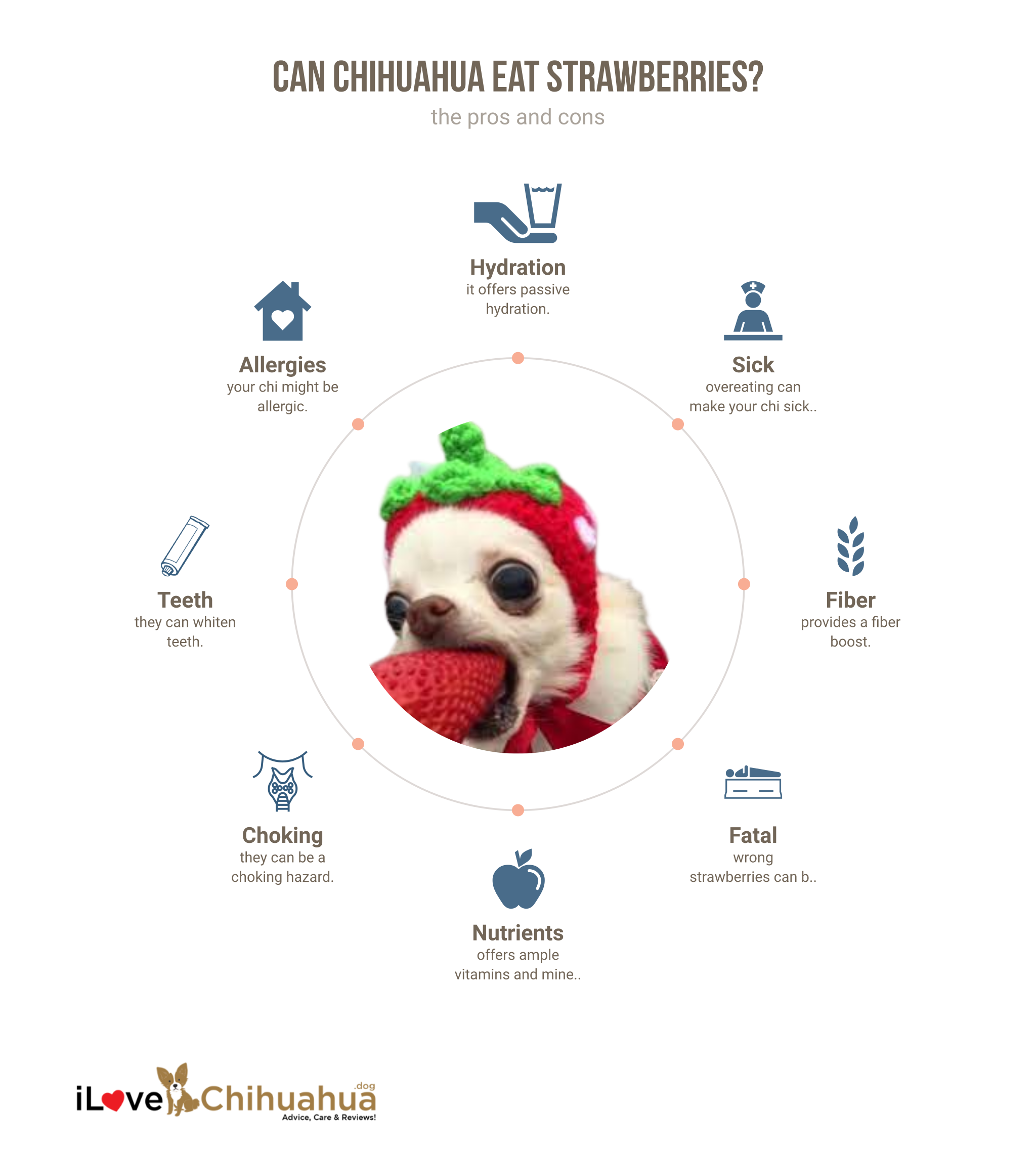 can chihuahua eat strawberries (infographic)