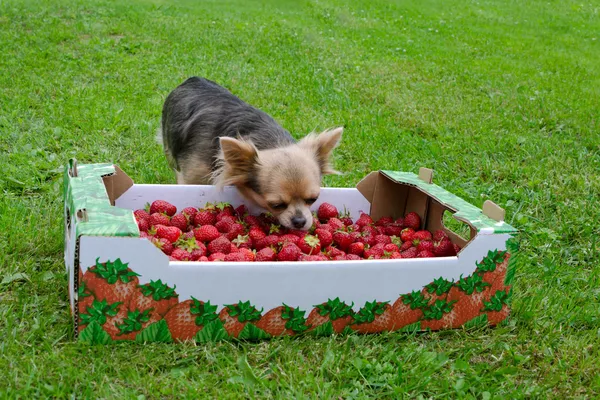 can chihuahua eat strawberries (featured image)