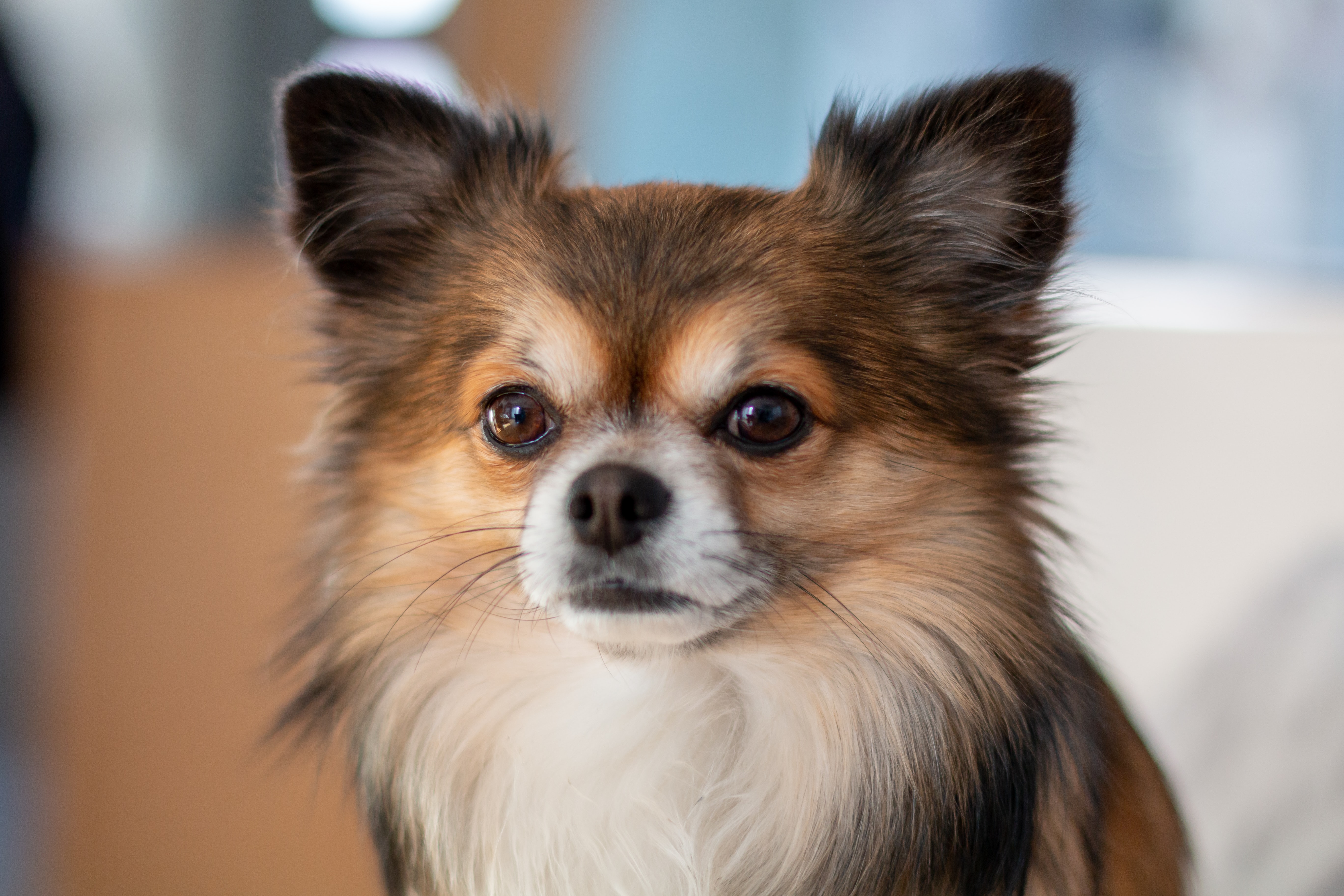 can you shave a long haired chihuahua (featured image)