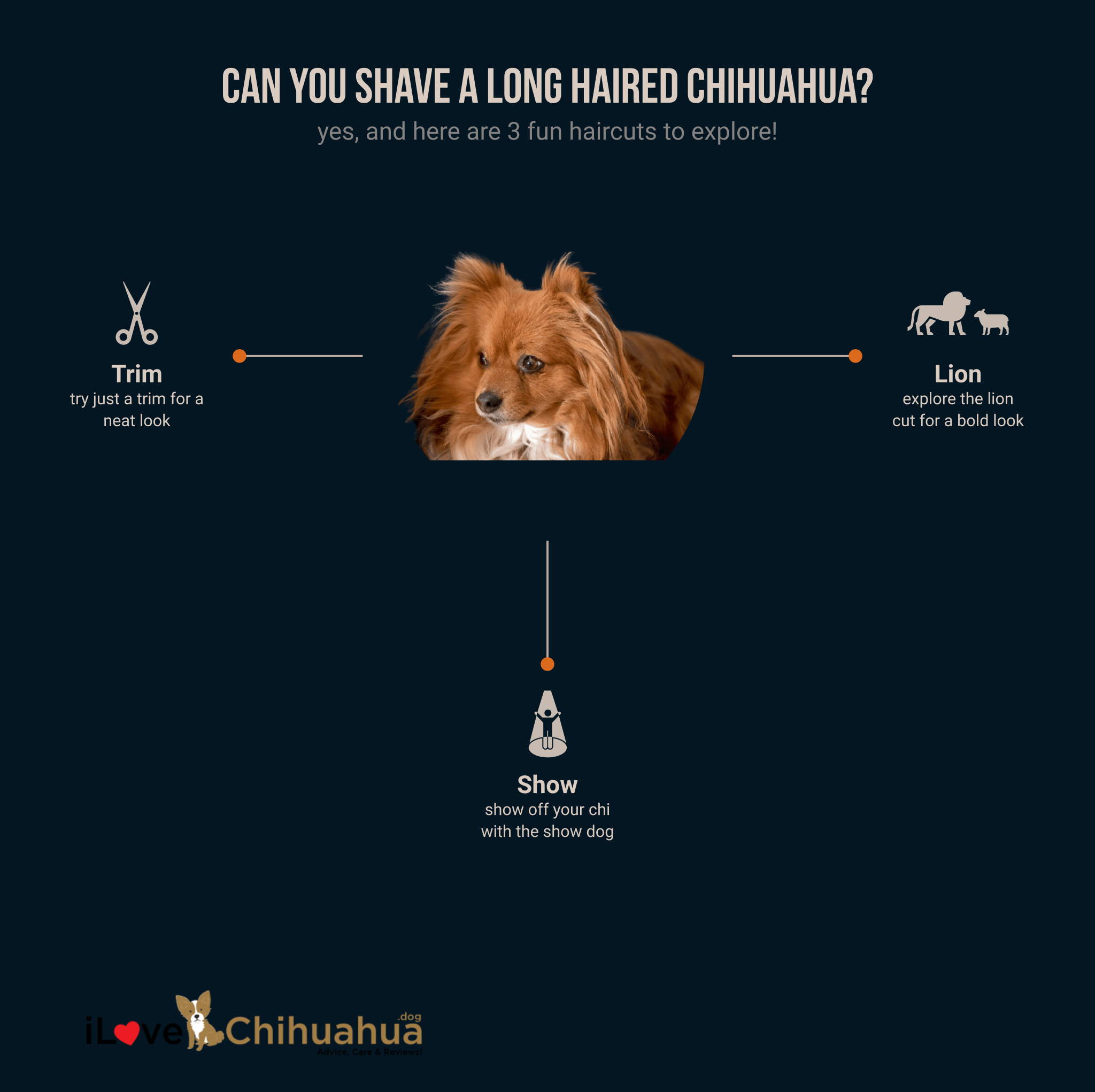 can you shave a long haired chihuahua (infographic)