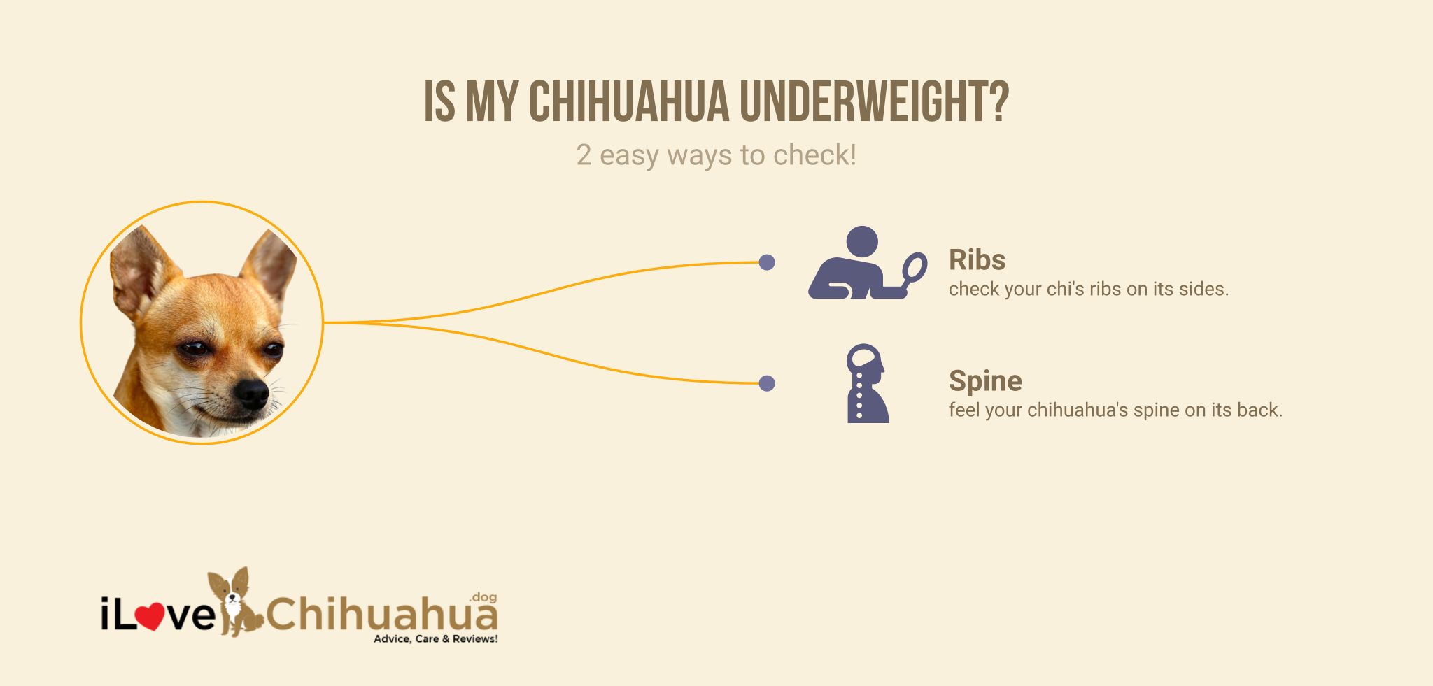 is my chihuahua underweight (infographic)
