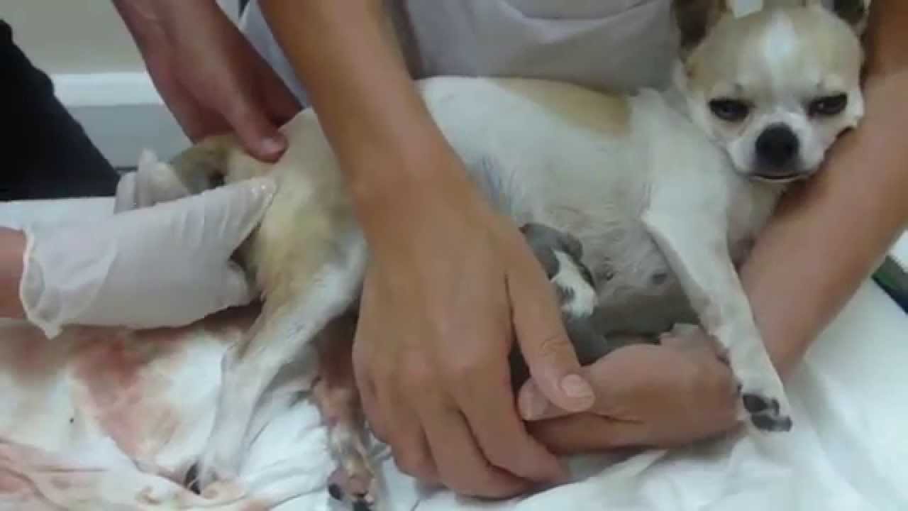 chihuahua in labor