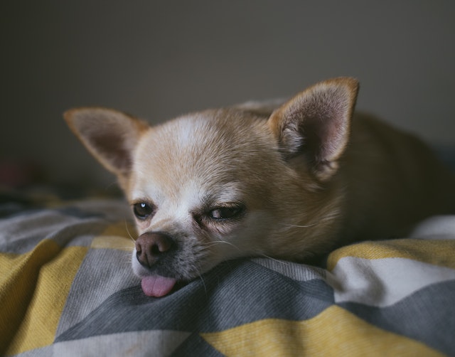 chihuahua loss of appetite