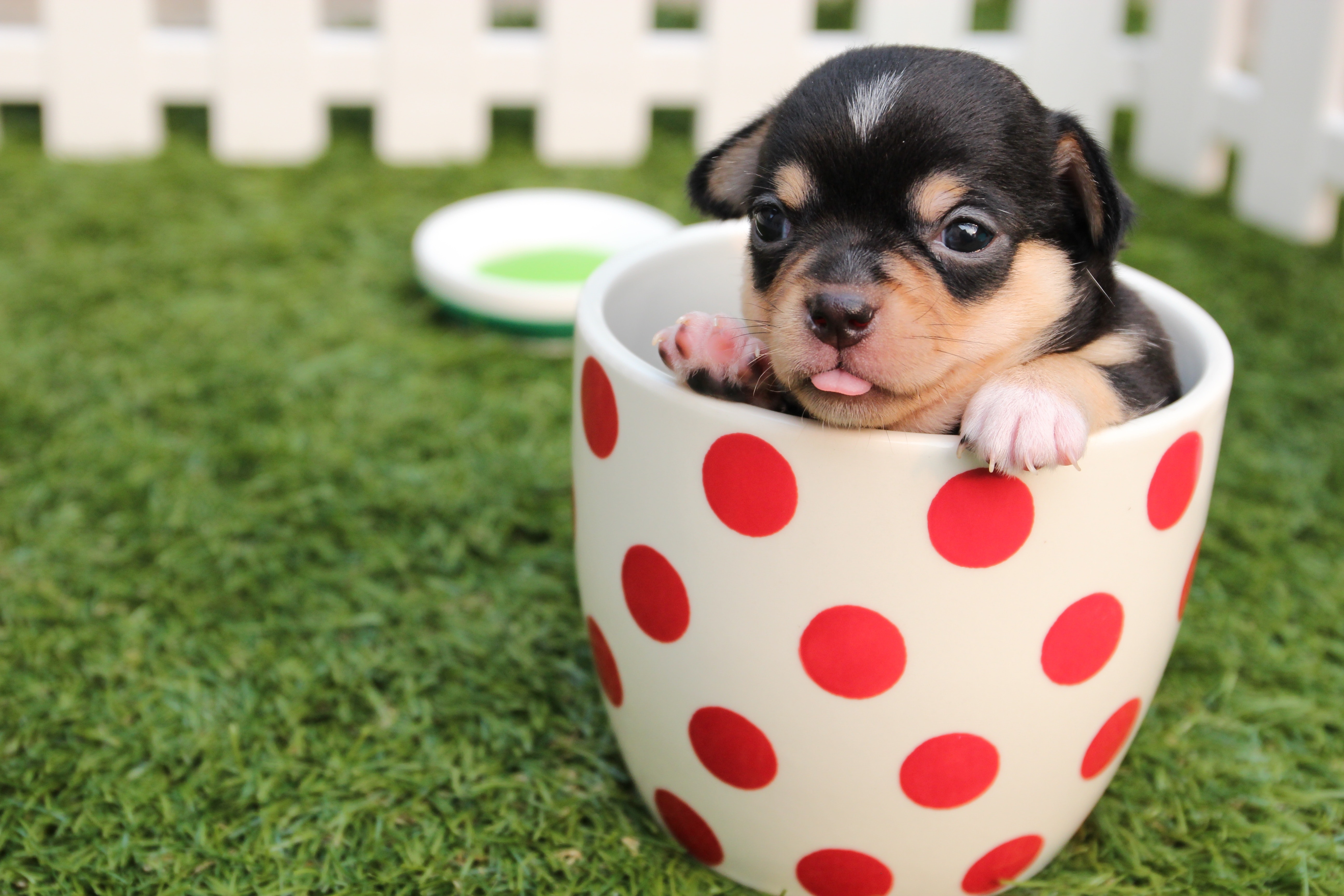 how often should chihuahua puppies eat