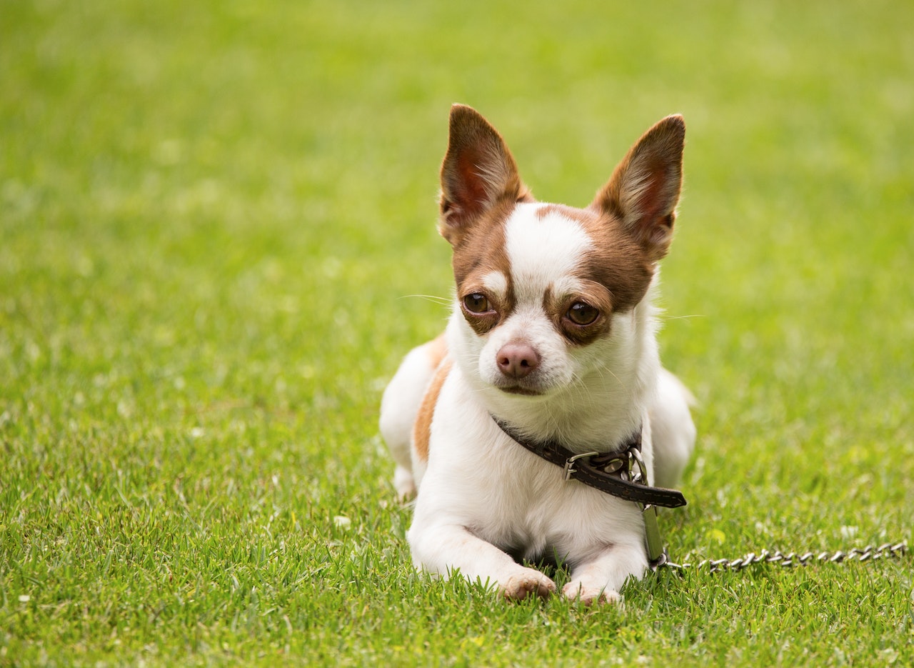 how often should chihuahuas be walked