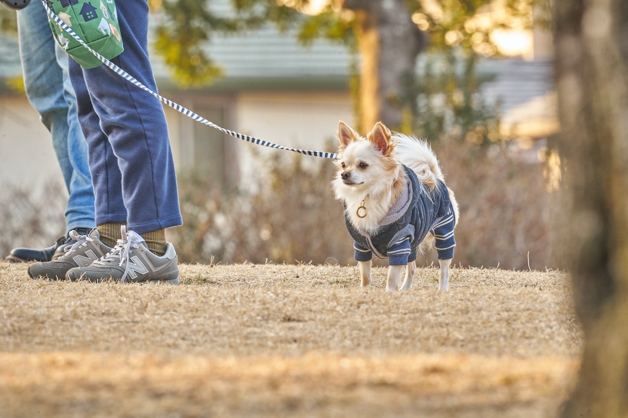 how often should chihuahuas be walked