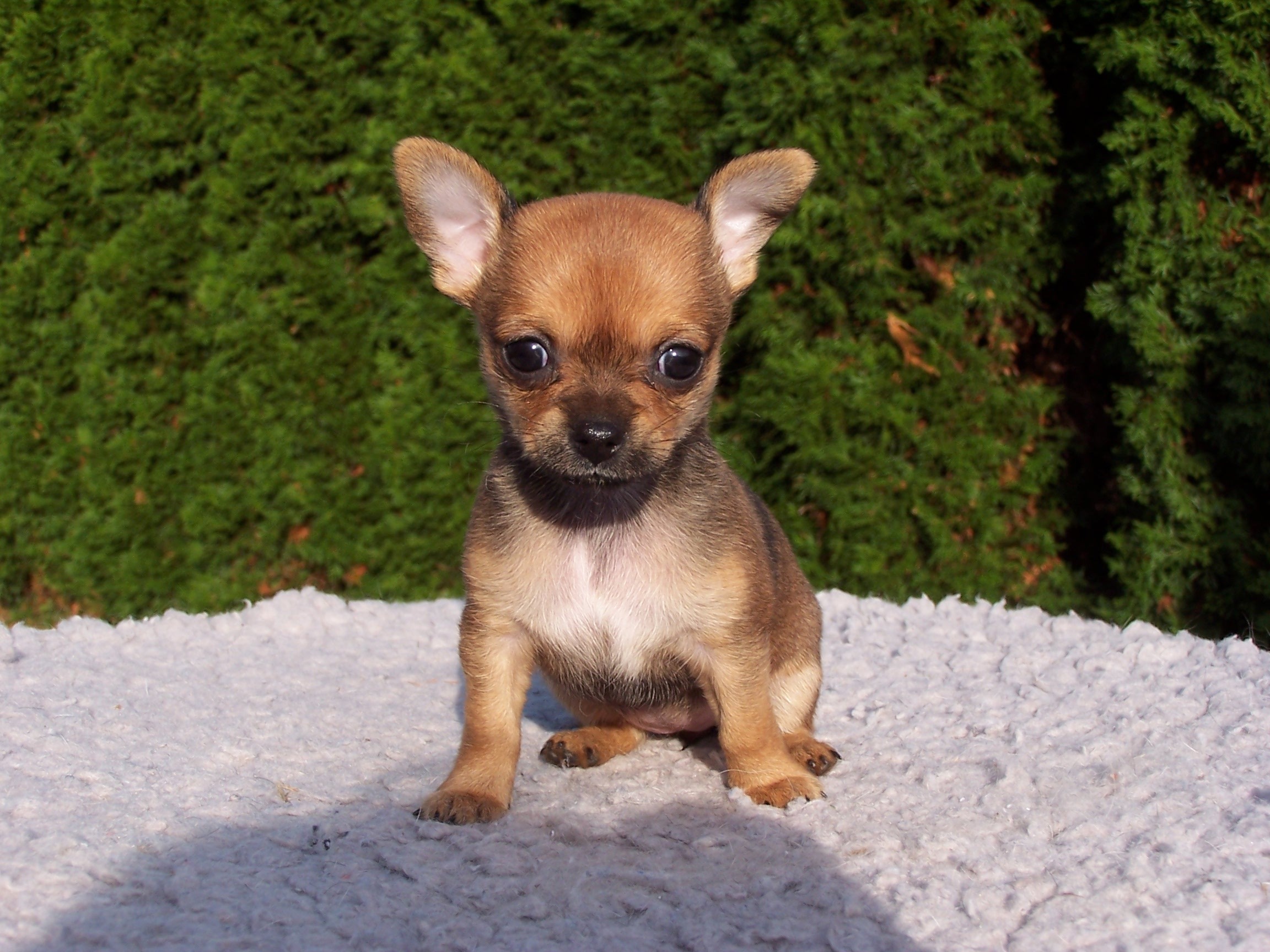 how often should chihuahua puppies eat