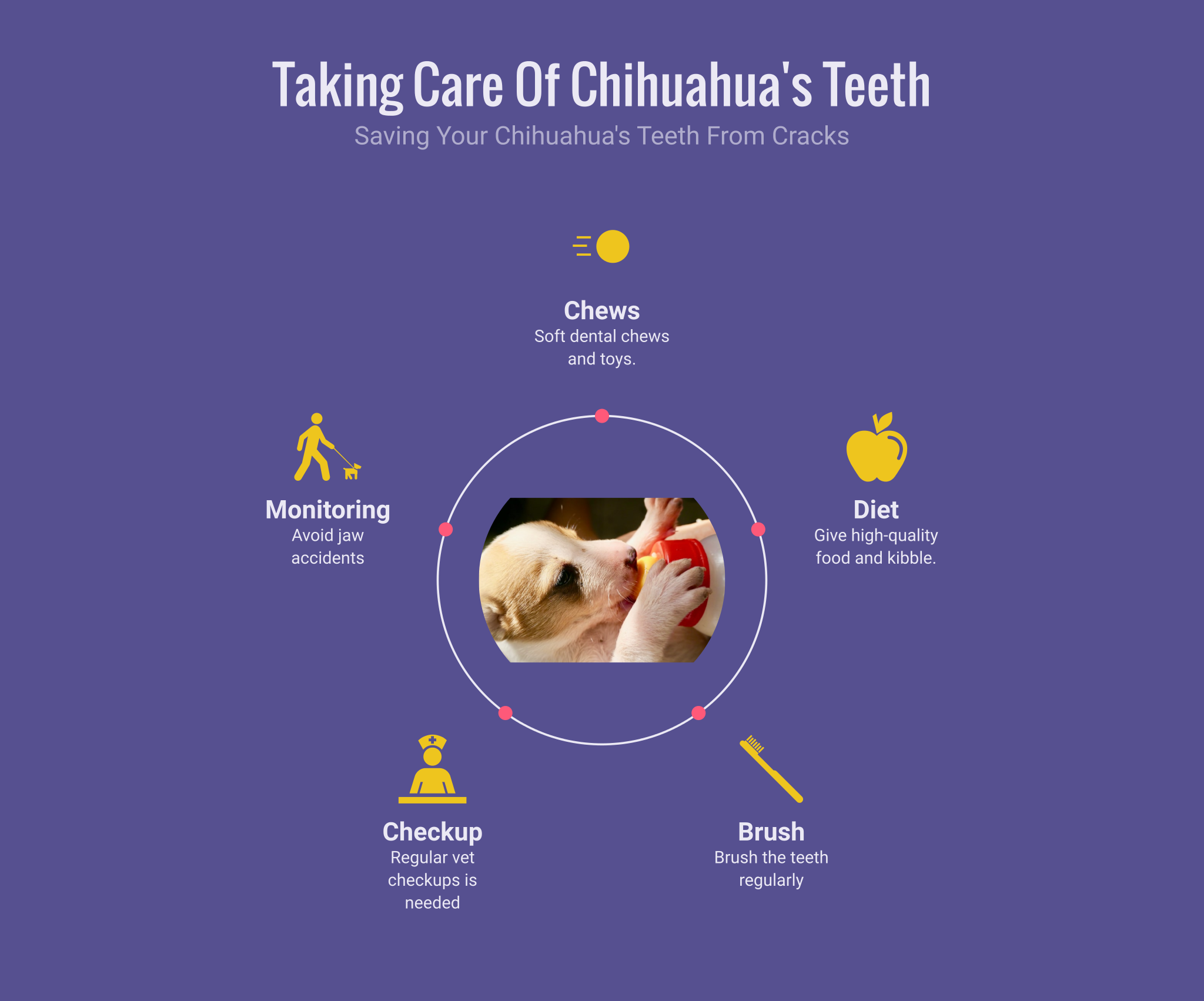taking care of chihuahua teeth