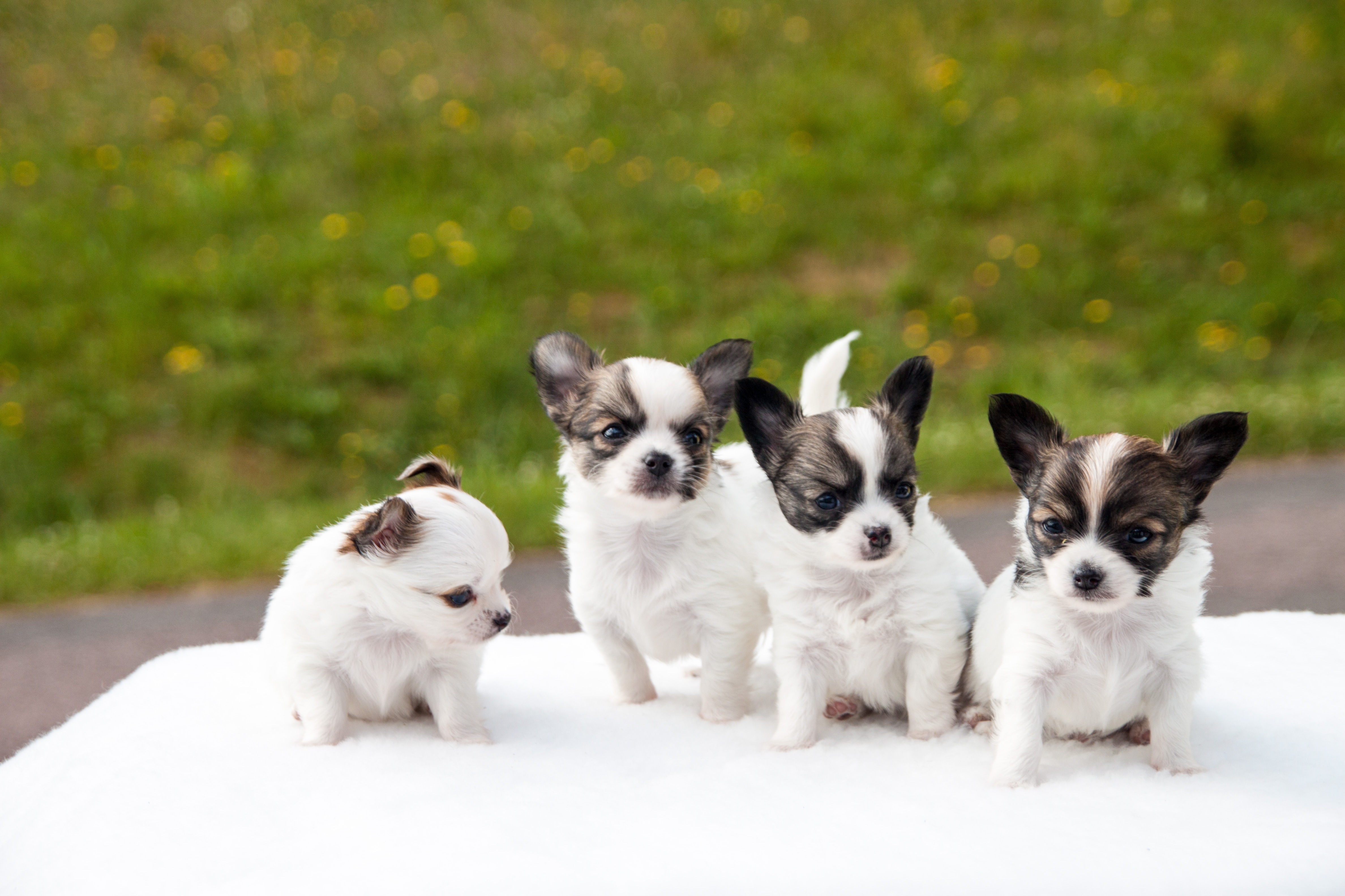 Chihuahua puppies in a litter