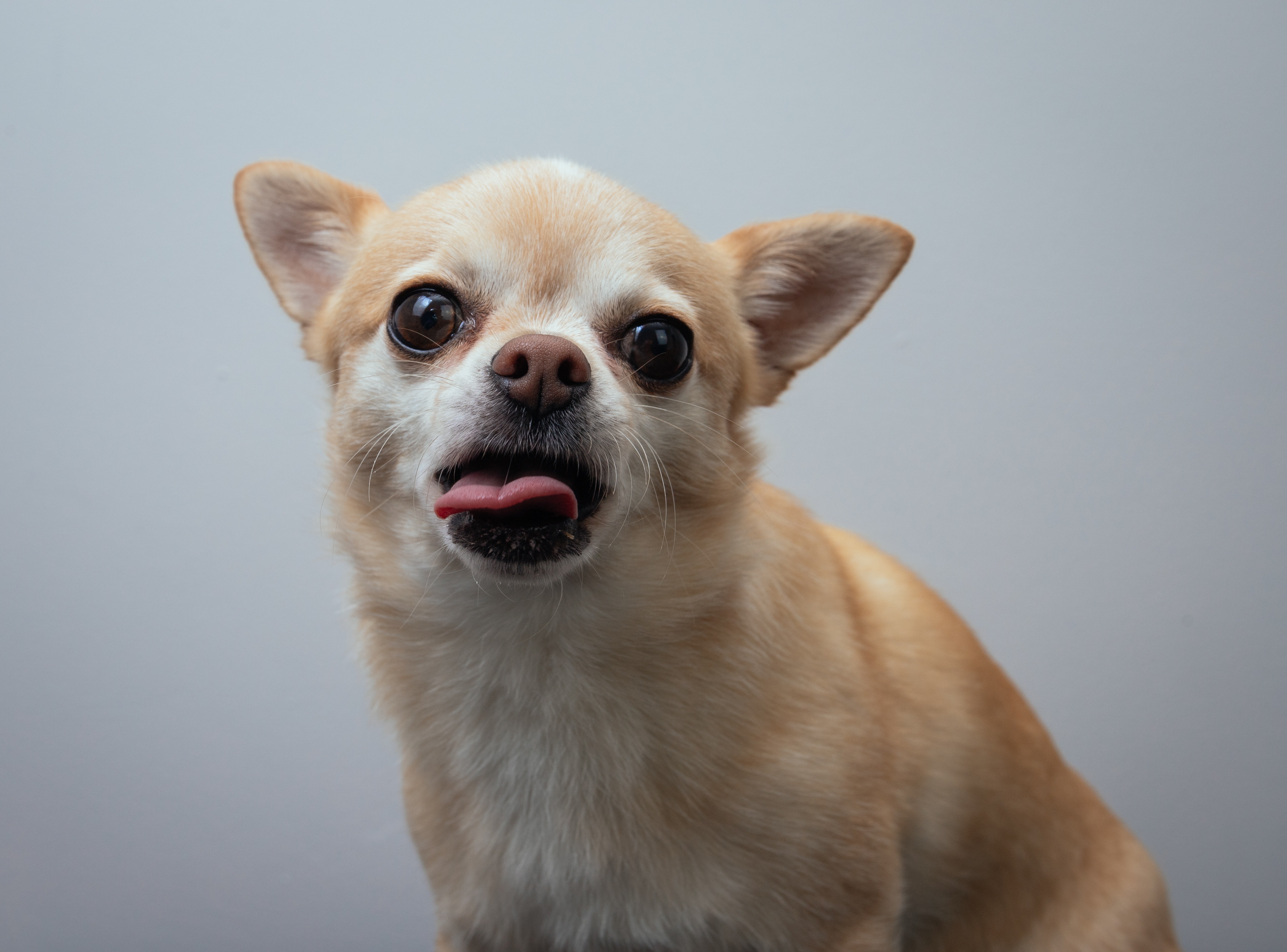 why does my chihuahua bite my face (featured image)