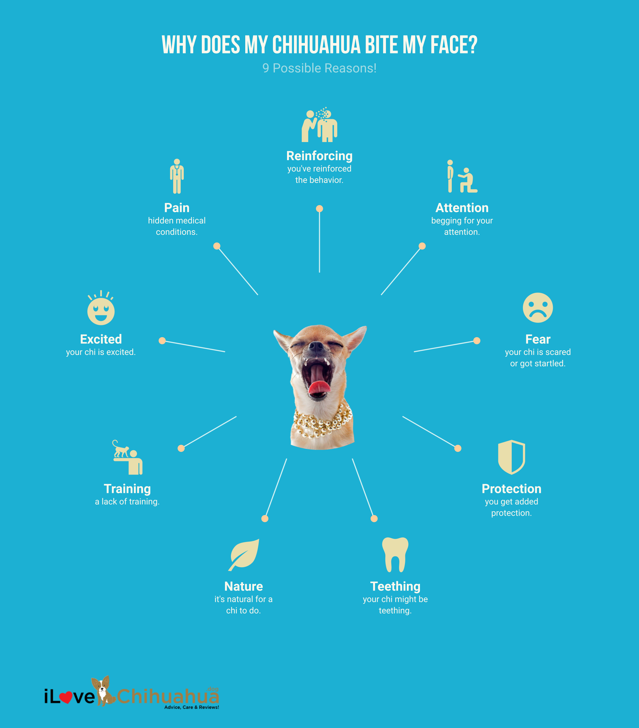 why does my chihuahua bite my face (infographic)