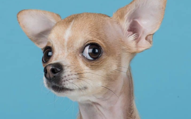 Understanding Chihuahua Dog With Down Syndrome