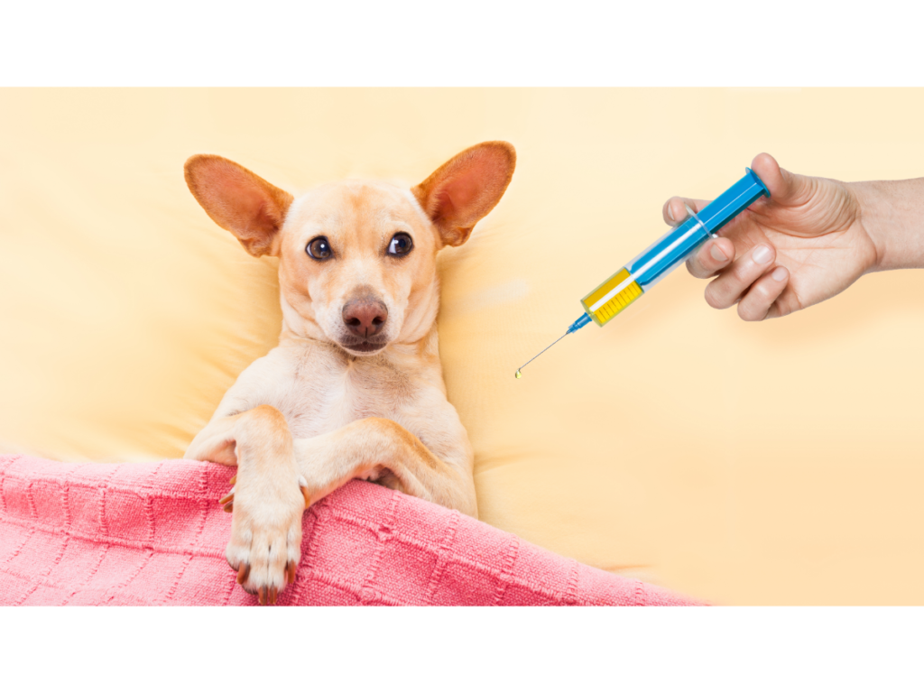 what to do when chihuahua is sick