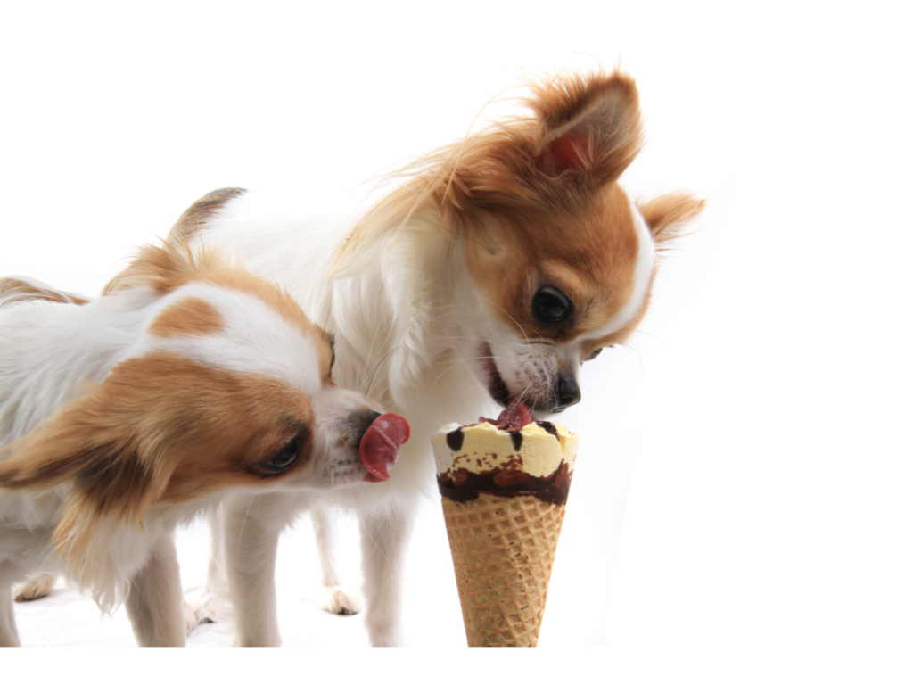 can chihuahua eat ice cream