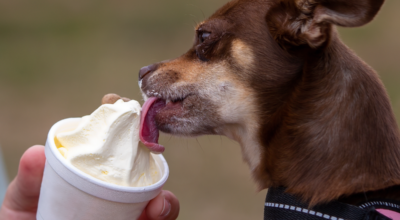 can chihuahua eat ice cream