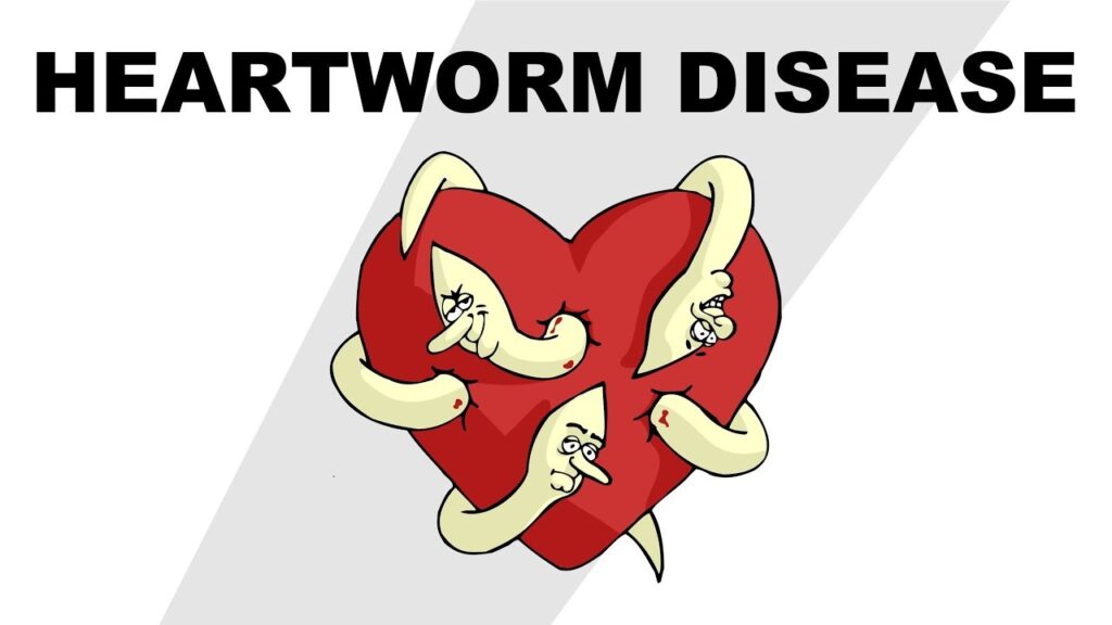 chihhuahua heartworm infection