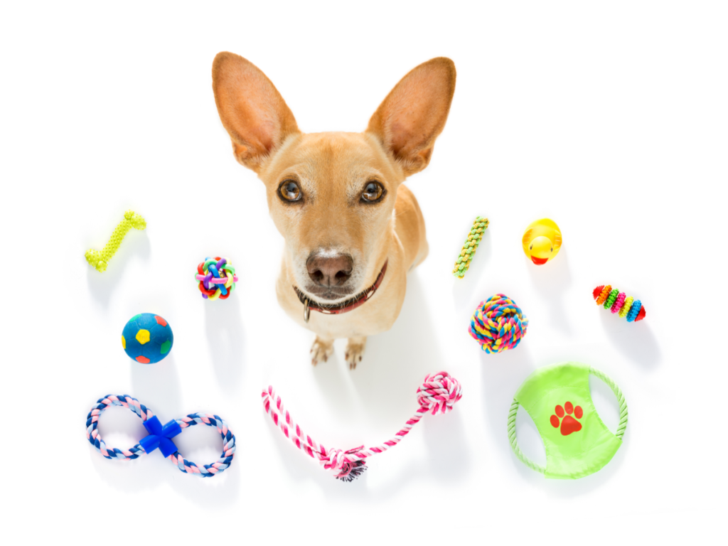 toys and activities for chihuahua
