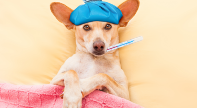 what to do when chihuahua is sick