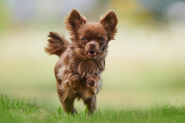 top-reasons-why-chihuahuas-are-the-best-dogs