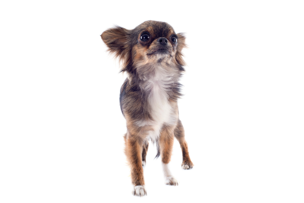 what-are-the-types-of-chihuahuas