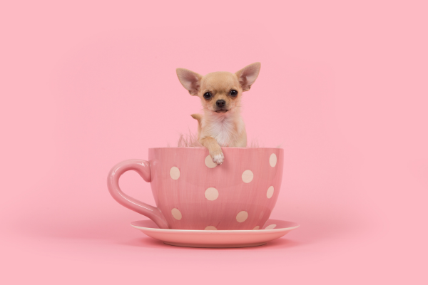 how-many-chihuahua-breeds-are-there