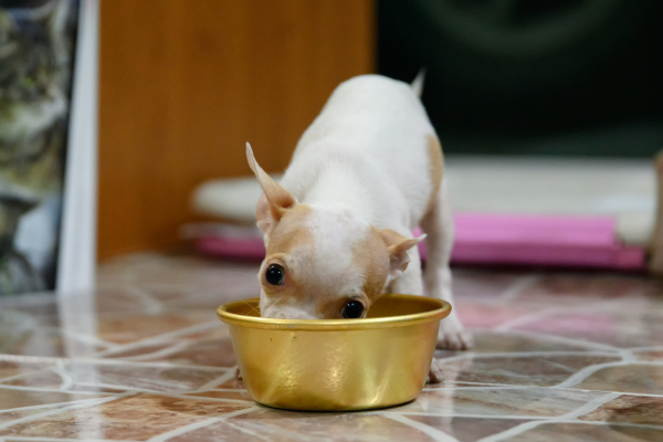 what-is-the-best-diet-for-a-chihuahua