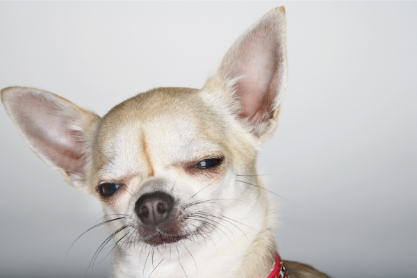 why-do-chihuahuas-eyes-water