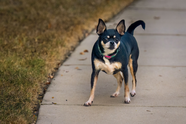 why-is-my-chihuahua-so-mean