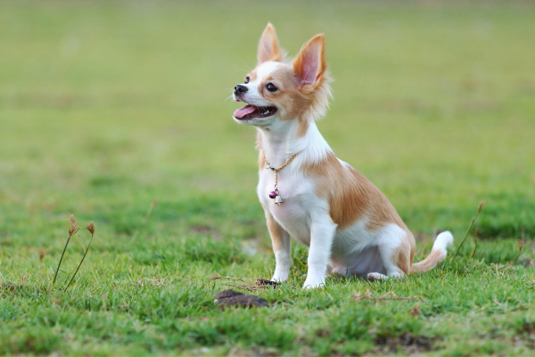 top-reasons-why-chihuahuas-are-the-best-dogs