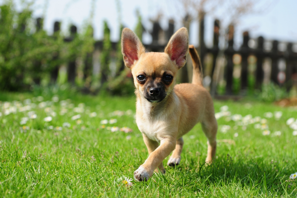 can-a-chihuahua-be-a-service-dog