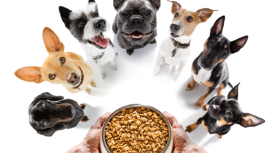 how-much-do-chihuahuas-eat