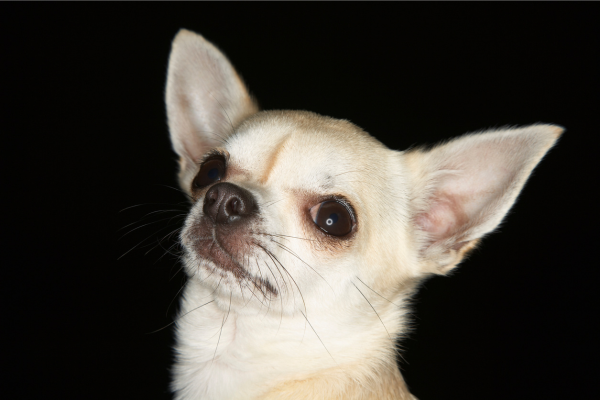 how-smart-are-chihuahuas