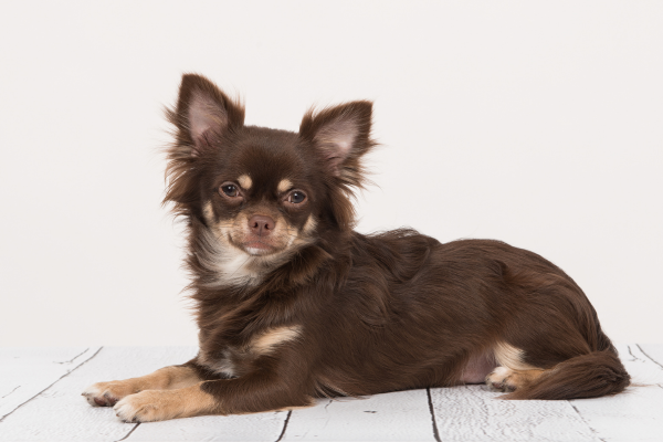what-are-the-types-of-chihuahuas