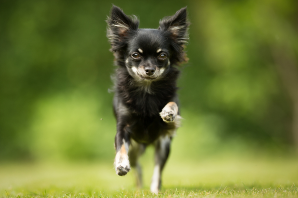 what-to-do-if-your-chihuahua-is-constipated