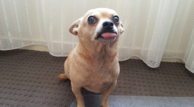 what-to-do-if-your-chihuahua-is-constipated