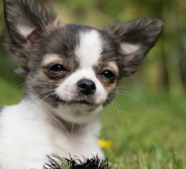 are-chihuahuas-hypoallergenic