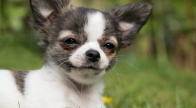 are-chihuahuas-hypoallergenic